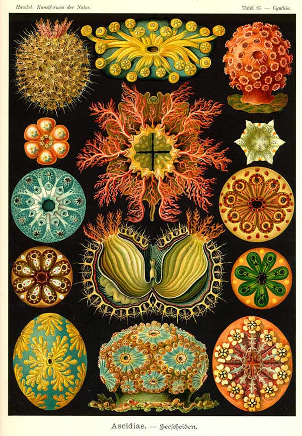 Ernst Haeckel