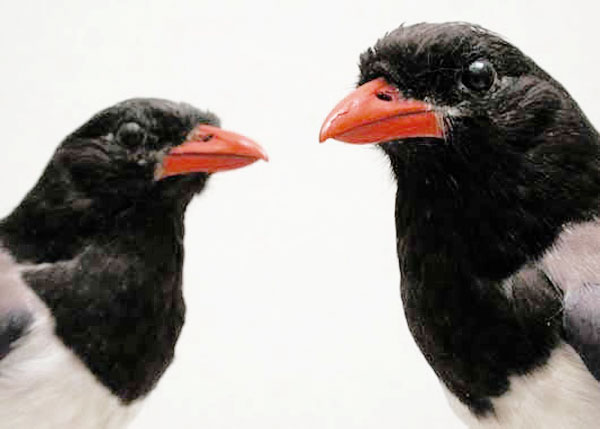 taxidermy
