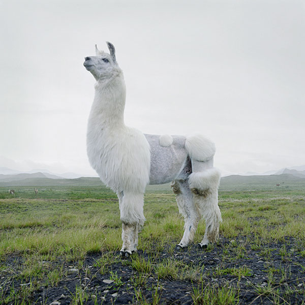 Simen Johan