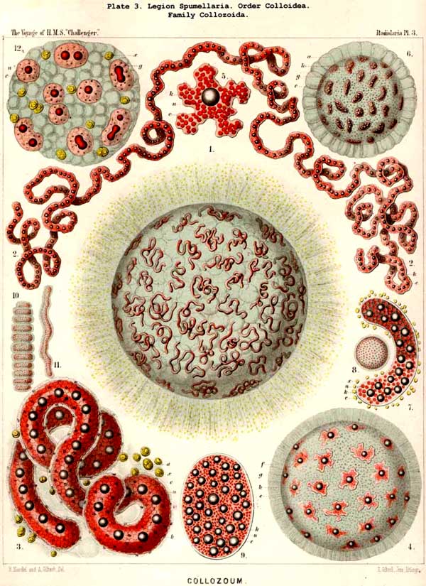 Ernst Haeckel