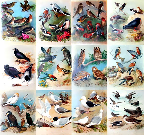 Archibald Thorburn