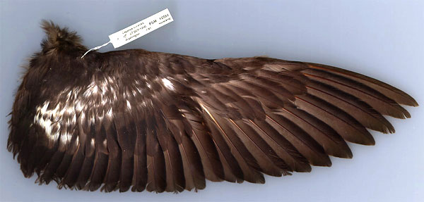 Pigeon Guillemot