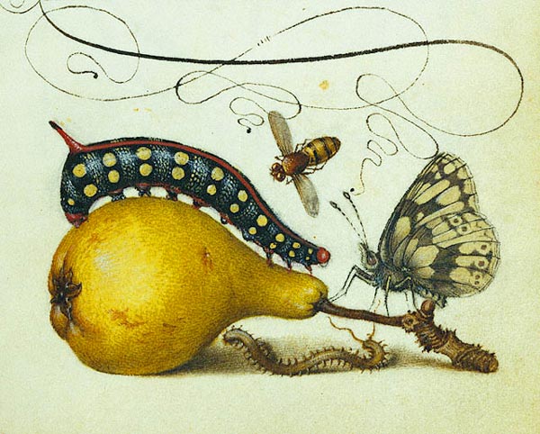 Joris Hoefnagel
